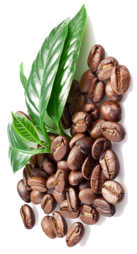 Coffee-Beans-PNG-Clipart